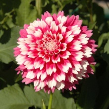 Клубень Георгина Фаззи Ваззи, 1шт/уп 