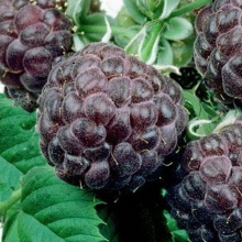 Малина Глен Коэ, фиолетовый Р11 