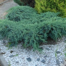 Можжевельник казацкий Блю Спаркл v3-5 Tim по цене  Можжевельник казацкий Блю Спаркл v3-5 Tim