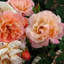 Я_Роза корнесобственная шраб Кубана v5 Tim 