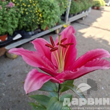 Лилия махровая в ассортименте С2 ЦО 