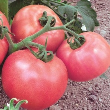 Семена Tim/томат Медовый 0,1г 