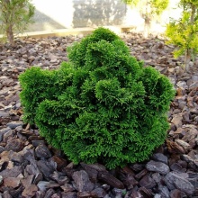 Кипарисовик тупой Нана Грацилис v3 25-30 Mt 