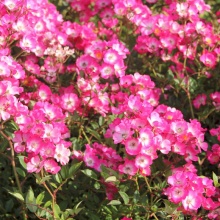 Роза корнесобственная шраб Моцарт v5 Tim 