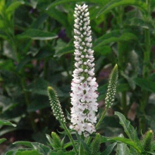 Корневище НВМ Вероника Уайт (I) 1шт 