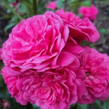 Роза миниатюрная Пепита с5, Tim 