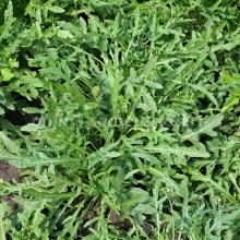 Семена Tim/двурядник тонколистный Оливетта 0,1г 