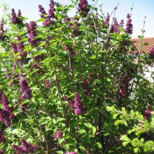 Сирень обыкновенная Шарль Жоли P22 h50-60 TW 