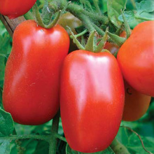 Семена томат Дамский угодник 0,1г Аэлита 