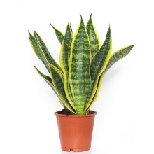 Сансевиерия Футура Суперба d12 h40 