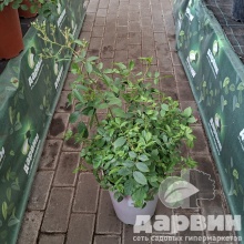 Роза гибрид мускусный Балерина C7 YP 