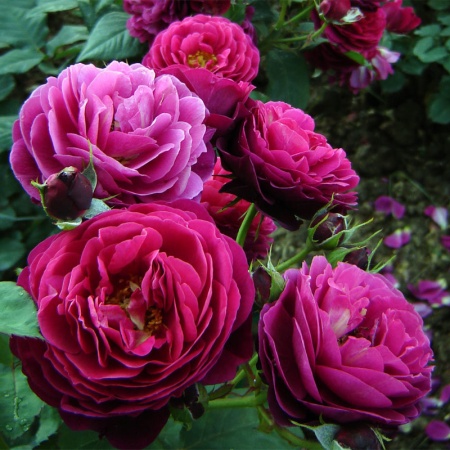 Роза кустовая Бисантенер де Гийо v5 Lav 