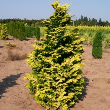 Кипарисовик нутканский Аурея v2 Lav 