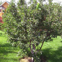 Вишня Харитоновская средн v7 80-100 Tim 