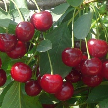 Вишня Комсомольская ранн v7 100-120 Tim 