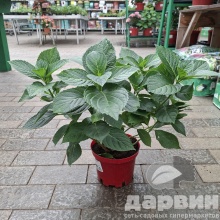 Гортензия крупнолистная Леди Мата Хари v3 Tim 