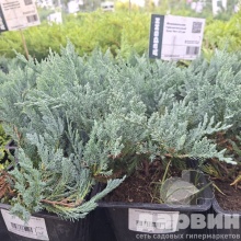 Можжевельник горизонтальный Блю Чип v2 Lav по цене  Можжевельник горизонтальный Блю Чип v2 Lav