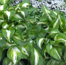 Хоста Медиовариегата v2 Tim 