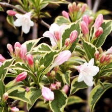 Вейгела цветущая Вариегата c2 h60-80см 