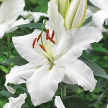 Лилия восточная Сигнум d10 Tim 