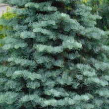 Пихта одноцветная 50-80см 