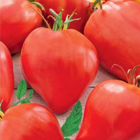 Семена томат Бычье сердце Лидер 0,1г Аэлита 