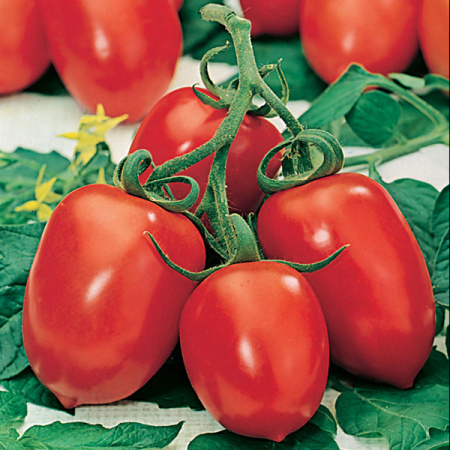 Семена томат Рома VF 0,5г, НК 