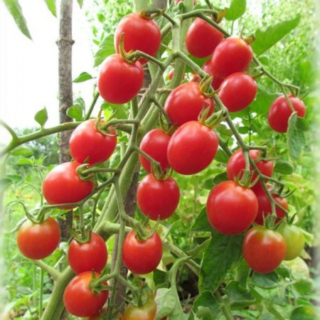Семена томат Шалун, Сиб. сад 