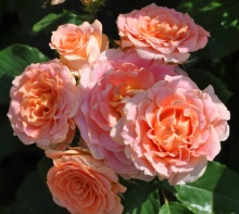 Роза флорибунда Вивьен Вествуд в коробке ЦО 