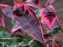 Фотиния фрайзера Луиза v2 Lav 