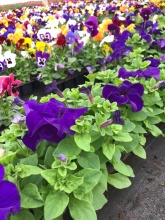 Петуния в ассортименте кассета 6шт ЦВ 