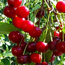 Вишня Шубинка поздн v7 80-100 Tim 