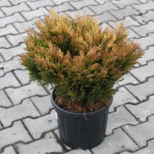Растение можжевельник горизонтальный Лаймглоу С11, 35-40см 