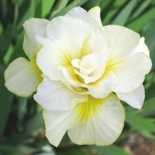 Корневище Ирис Сиберика Дабл Плэй, 1шт/уп 