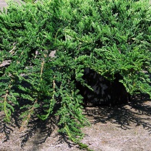 Можжевельник горизонтальный Принц Уэльский v2-3 Tim по цене  Можжевельник горизонтальный Принц Уэльский v2-3 Tim