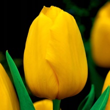 Луковица тюльпан Конкверор 11/12, 5 шт/уп 