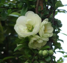 Айва прекрасная Юкиготен v10 60-80 Tw 