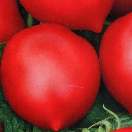 Семена томат Хали-Гали F1, Престиж 