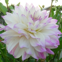 Клубень Георгина Фернклиф Илюжн, 1шт/уп 