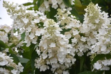 Гортензия метельчатая Вайт Леди v5 Tim 