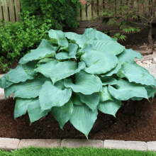 Хоста Мунлайт Соната v2 Tim 