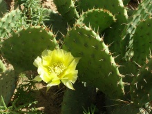 Опунция стелющаяся d7 h8 