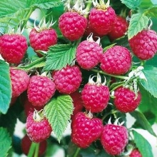 Малина ремонтантная с3-5 bix 