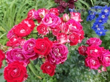 Роза спрей Руби Стар C3,5 Н25-45 ЦО 