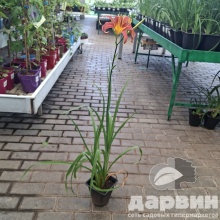 Лилейник Пинк Чарм v2 Tim 