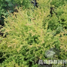 Туя западная Рейнголд v2 Lav по цене  Туя западная Рейнголд v2 Lav