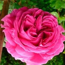 Роза плетистая Мадам Исаак Перье v5-10 Tim - Fr 