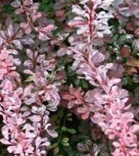 Барбарис тунберга Роузи Рокет v10 60-80 Ul 