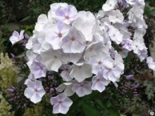 Флокс метельчатый Герман (С2) ЦО 