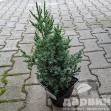 Можжевельник китайский Стрикта v2 Lav 